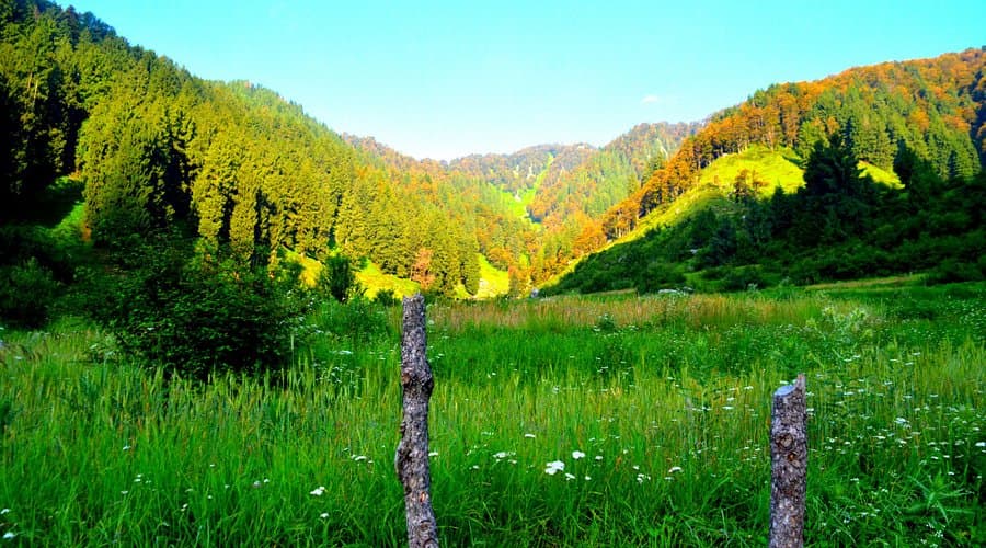 Waterfall & Forest Walks