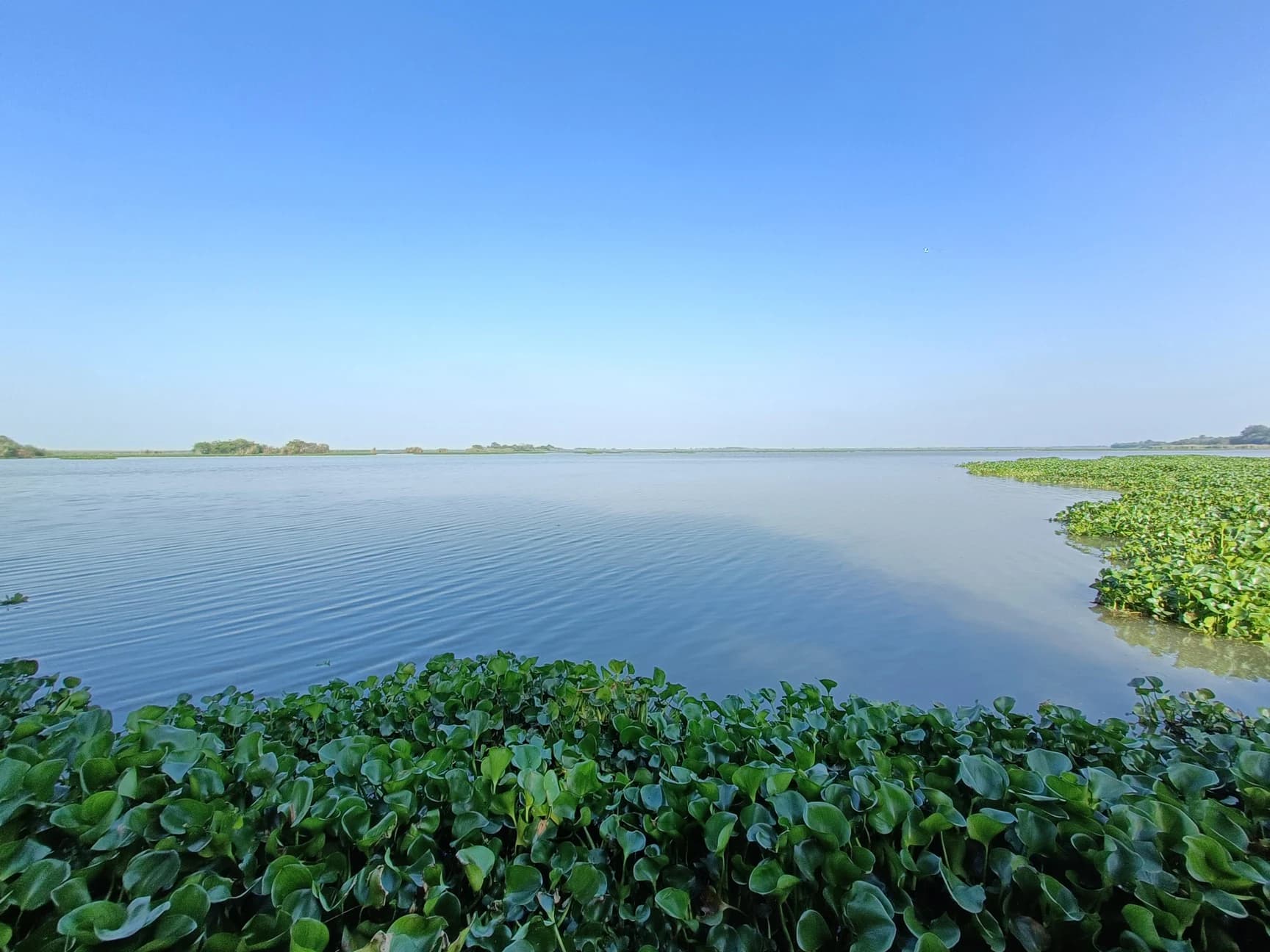 Ropar Wetlands - Scenic nature reserve